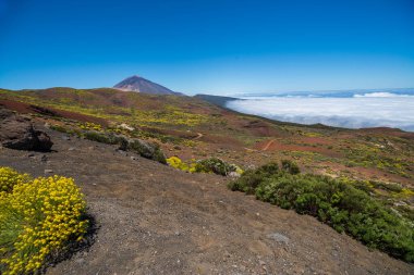 Ulusal parkı volkan ve sarı çiçeklerle süreceğim. Tenerife. İspanya