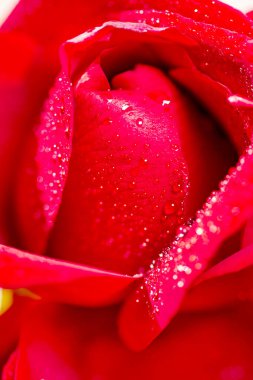 Çiyden sırılsıklam olmuş kırmızı gül çiçeğinin yakın çekimi