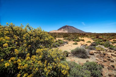 Önünde süpürge ağacı olan El Teide Ulusal Parkı. Tenerife. Kanarya Adaları. İspanya