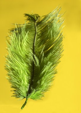 Yeşil tüy