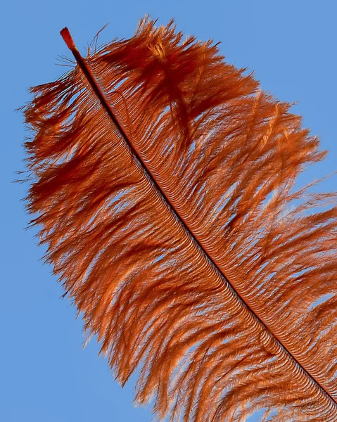 Oranje veer — Stockfoto