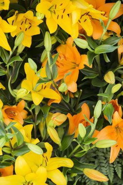 sarı ve turuncu çiçekler 