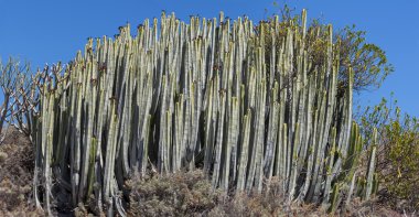 Atatürk Canariensis 