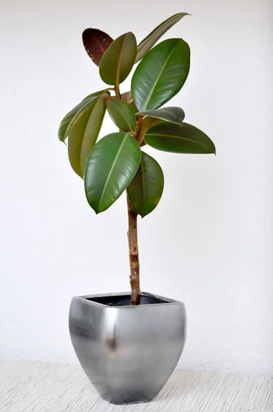 Bir vazoda Ficus