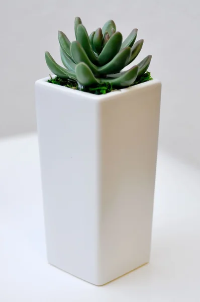 Bir vazoda olağanüstüsarı