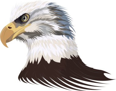  Profilde bir kartalın kafasının görüntüsü (Vektör)
