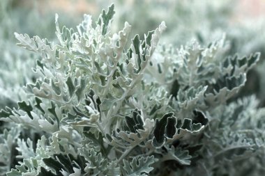 Tüylü gümüş yapraklı bitki Cineraria (Jacobaea-maritima).