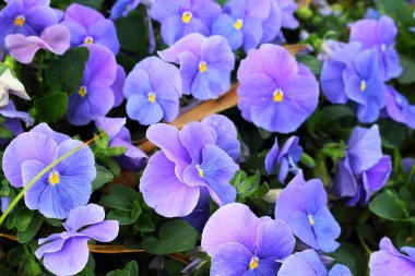 Bahçedeki leylak renkli nonoş çiçekleri seçici odak noktası.