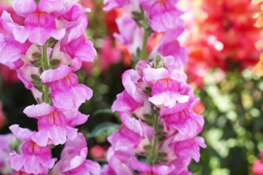Multicolored flowers snapdragon close up, selective fokus. clipart