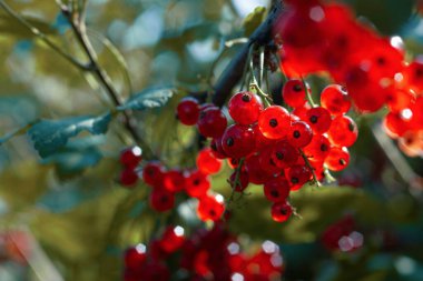 Bahçede güneşin yaktığı bir dalda üzümlü üzümler. Seçici fokus.