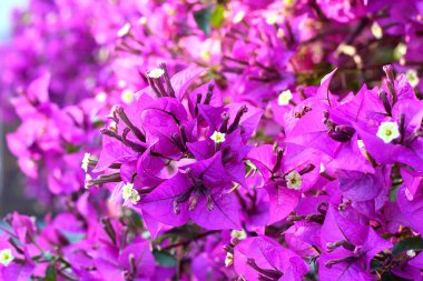 Bougainvillea çiçekleri yakın plan, seçici fokus, bulanık arkaplan.