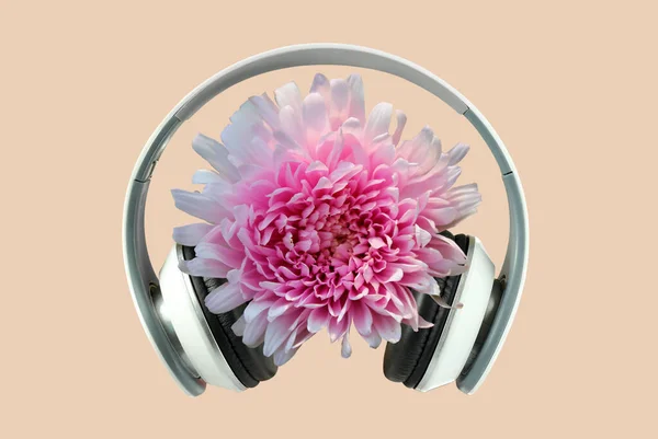 Headphones Pink Flower Astra Pastel Background Collage — Stock Photo, Image