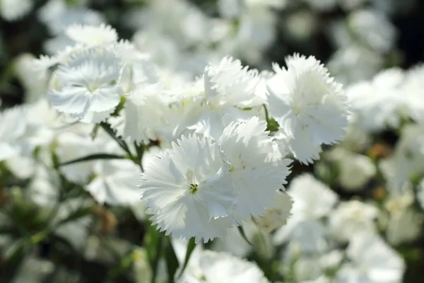 Blumen Der Weißen Türkischen Nelke Nahaufnahme Selektiver Fokus — Stockfoto