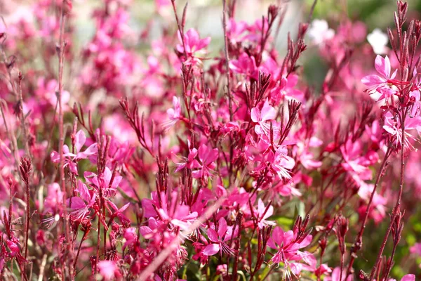 Pembe çiçekler Gaura Lindheimeri (dönen kelebekler) Yaklaş, seçici fokus.
