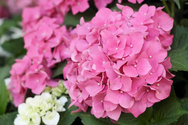 Roze Bloemen Hortensia Close — Stockfoto