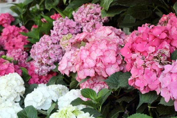 Hortensia Bloemen Van Verschillende Kleuren Met Groene Bladeren Selectieve Fokus — Stockfoto