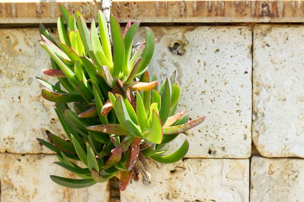 Сонячне Світле Листя Рослинних Сукулентів Carpobrotus Edulis Фоні Вапнякової Стіни — стокове фото