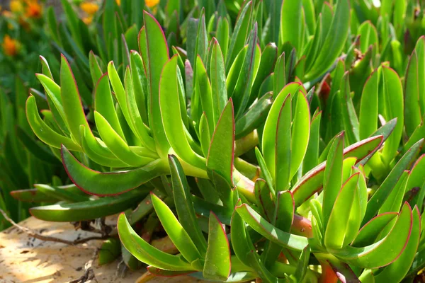 Feuilles Ensoleillées Plantes Succulentes Carpobrotus Edulis — Photo