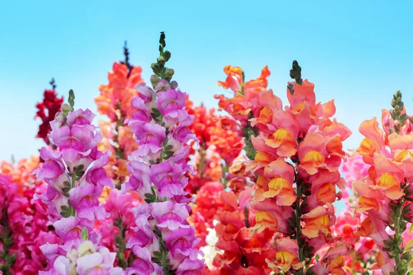 Wielokolorowe Kwiaty Snapdragon Tle Błękitnego Nieba Zbliżenie — Zdjęcie stockowe