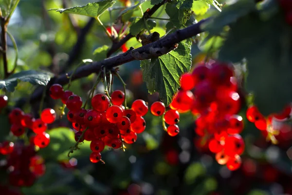 Corinto Vermelho Ramo Iluminado Pelo Sol Jardim Fokus Selectivo — Fotografia de Stock