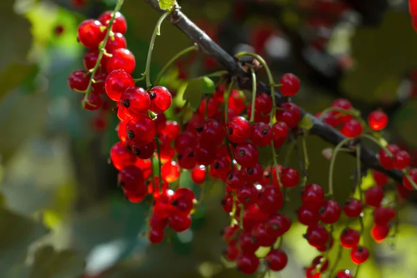 Baies Groseille Rouge Sur Une Branche Dans Jardin Fokus Sélectif — Photo