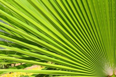 Güneşe yakın yeşil palmiye yaprağı.