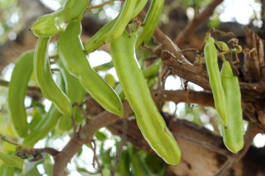 Bir demet yeşil olgunlaşmamış kapsülü olan keçiboynuzu ağacı..