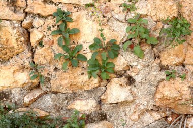 Çatlaklardan büyüyen yeşil bitkilerle birlikte dağ taşından duvar manzarası.