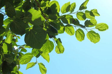 Mavi gökyüzünün arka planında yeşil yapraklar.