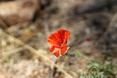 Kuru çim arka planda küçük kırmızı haşhaş, seçici fokus.