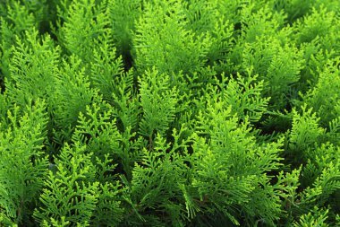 Mutfak dalının dokusu. Doğal arkaplan.