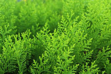 Mutfak dalının dokusu. Doğal arkaplan.