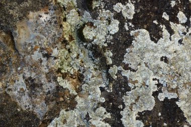 Yeşil ve gri yosun lekeli eski koyu taş dokusu, arka plan.