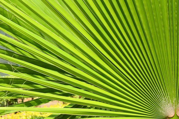 Backlit Sun Green Palm Leaf Close — Stock Photo, Image