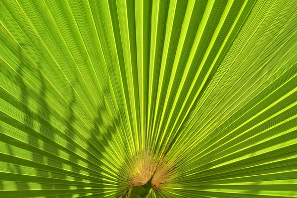 Feuille Palmier Vert Vif Gros Plan — Photo