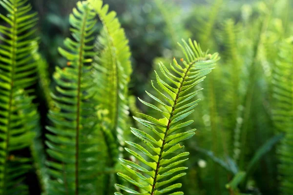 Bright Green Fern Leaves Lit Sun Close Selective Fokus — Stock Photo, Image