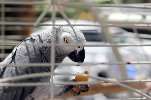 Gray parrot keeps food in a cage.