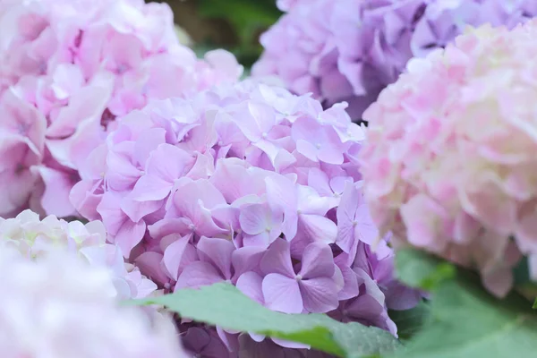 Kleurrijke Hortensia Bloemen Close Zachte Fokus — Stockfoto