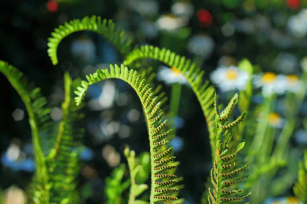 양치식물의 태양이 비추는 가운데 선택적 포쿠스 — 스톡 사진