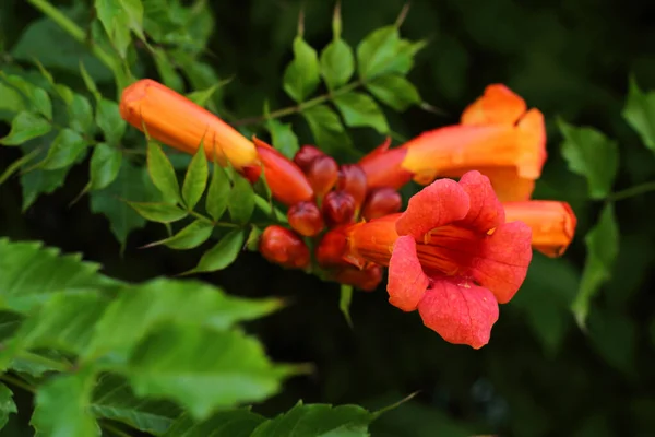 Czerwone Kwiaty Kemping Zielonymi Liśćmi Ciemnym Tle Zbliżenie Selektywne Fokus — Zdjęcie stockowe