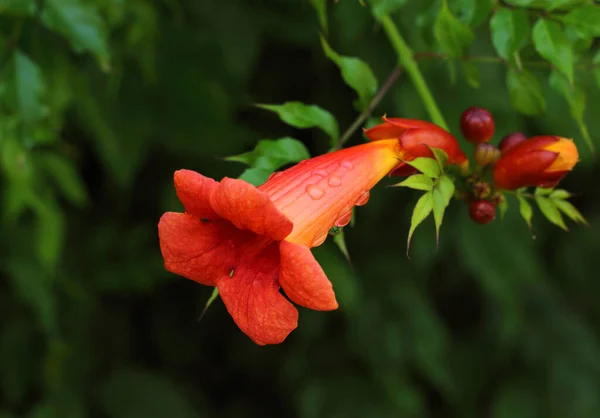 Flores Campsis Com Gotas Chuva Fundo Escuro Perto Fokus Seletivo — Fotografia de Stock