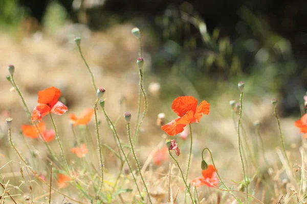 Red Poppies Dry Herbs Selective Fokus — Stock Photo, Image
