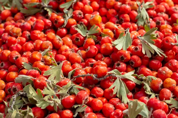 Heap Ripe Hawthorn Berries Leaves Closeup Selective Fokus — Stock Photo, Image