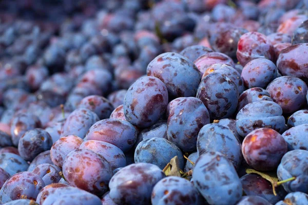 Montón Ciruelas Frescas Maduras Fokus Selectivo —  Fotos de Stock