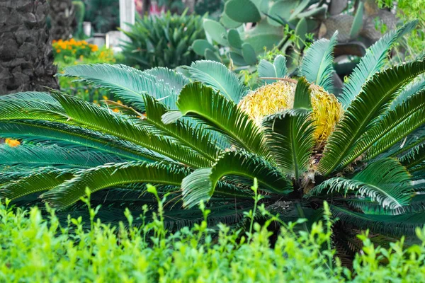 Сагова Пальма Cycas Revoluta Листя Жіночий Конус Росте Міській Вулиці — стокове фото