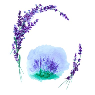 Beyaz arka planda lavanta çiçekleri ve lavanta çalısı. El çizimi suluboya çizimi.