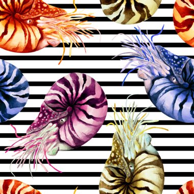 Siyah-beyaz çizgili arka plan üzerinde renkli Nautilus yumuşakçaları (Nautilus pompillius), elle çizilmiş suluboya çizimleri. Kusursuz desen.