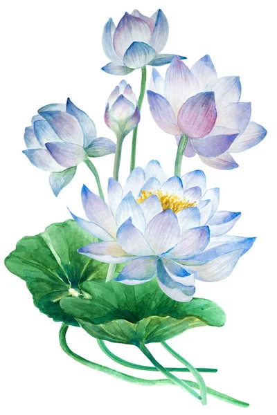 Bouquet of lotus flowers with buds and leaves (water lily) on a white background, botanical watercolor hand drawn illustration.