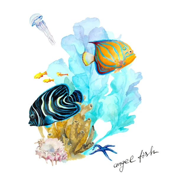 鱼皇帝天使鱼 石斑鱼和蓝翅天使鱼 石斑鱼 水下景观 手绘水彩画 — 图库照片