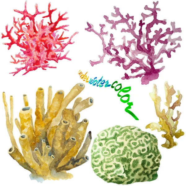 一组白色背景的珊瑚和海绵 手绘水彩画 — 图库照片
